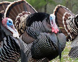 PURPLE HEART RECIPIENTS TO ENJOY LOCAL TURKEY HUNT